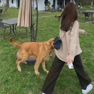 少年狮王